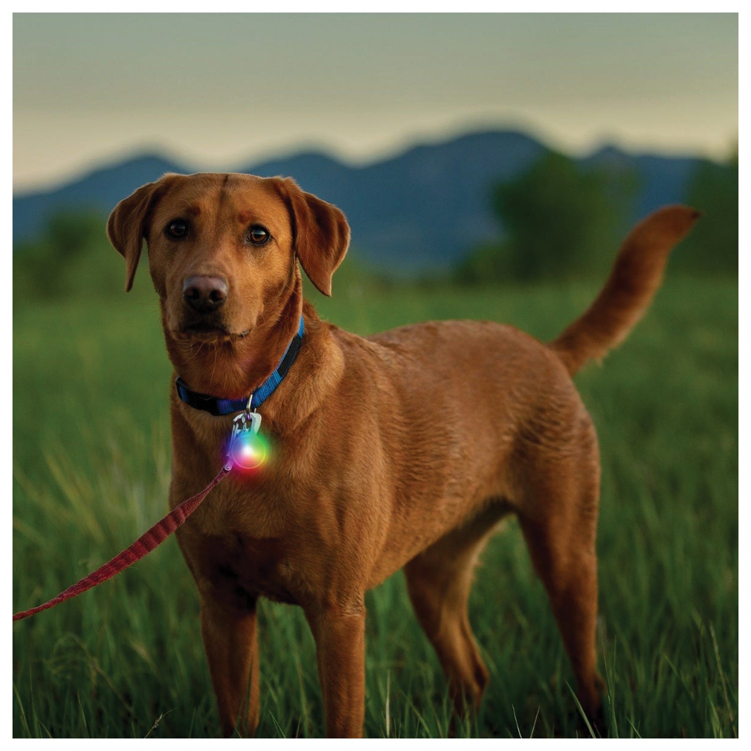 Spotlit Recharge Collar Light Nite Ize SPOTLIT RECHARGE COLLAR LIGHT