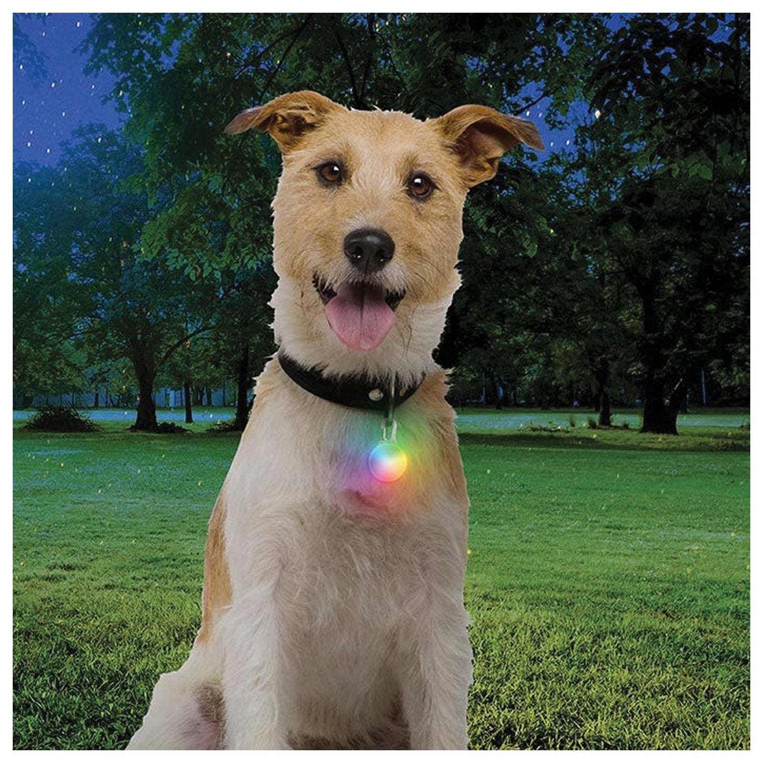 Spotlit Recharge Collar Light Nite Ize SPOTLIT RECHARGE COLLAR LIGHT
