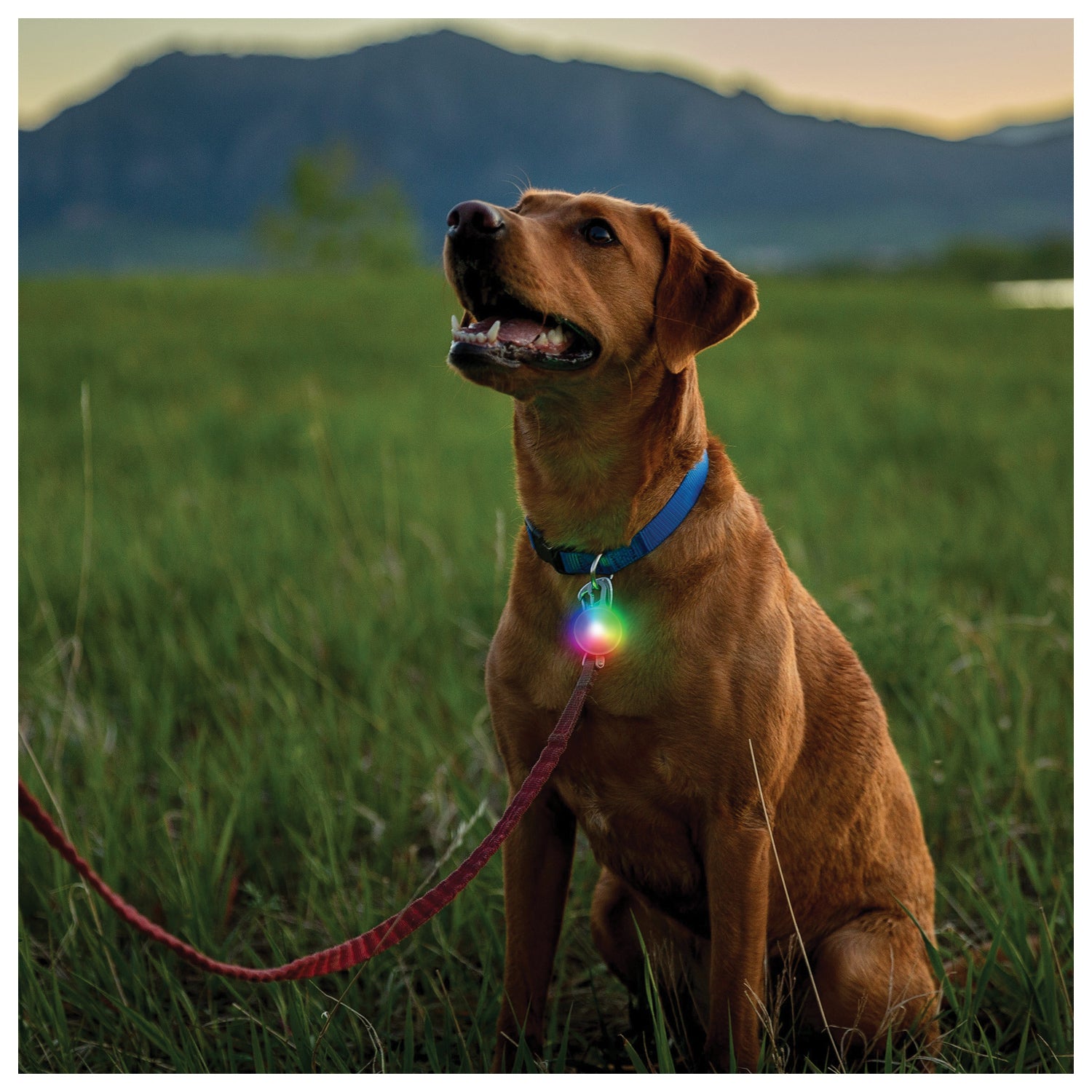 Spotlit Recharge Collar Light Nite Ize SPOTLIT RECHARGE COLLAR LIGHT